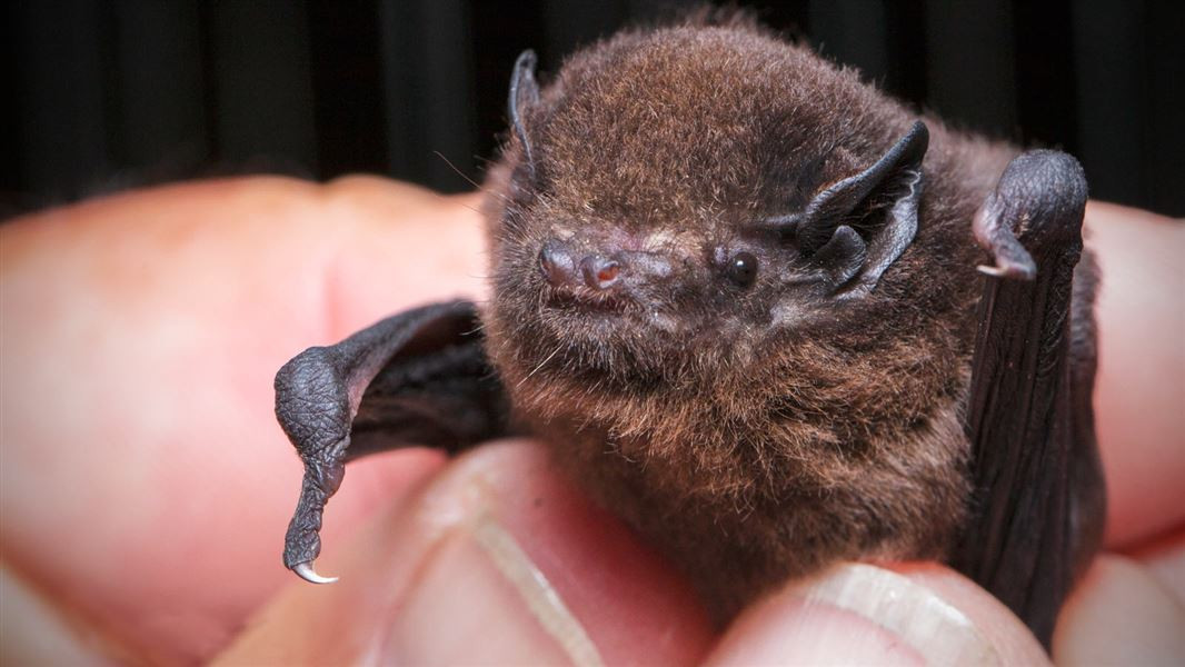 The Long-Tailed Bat and The Catlins