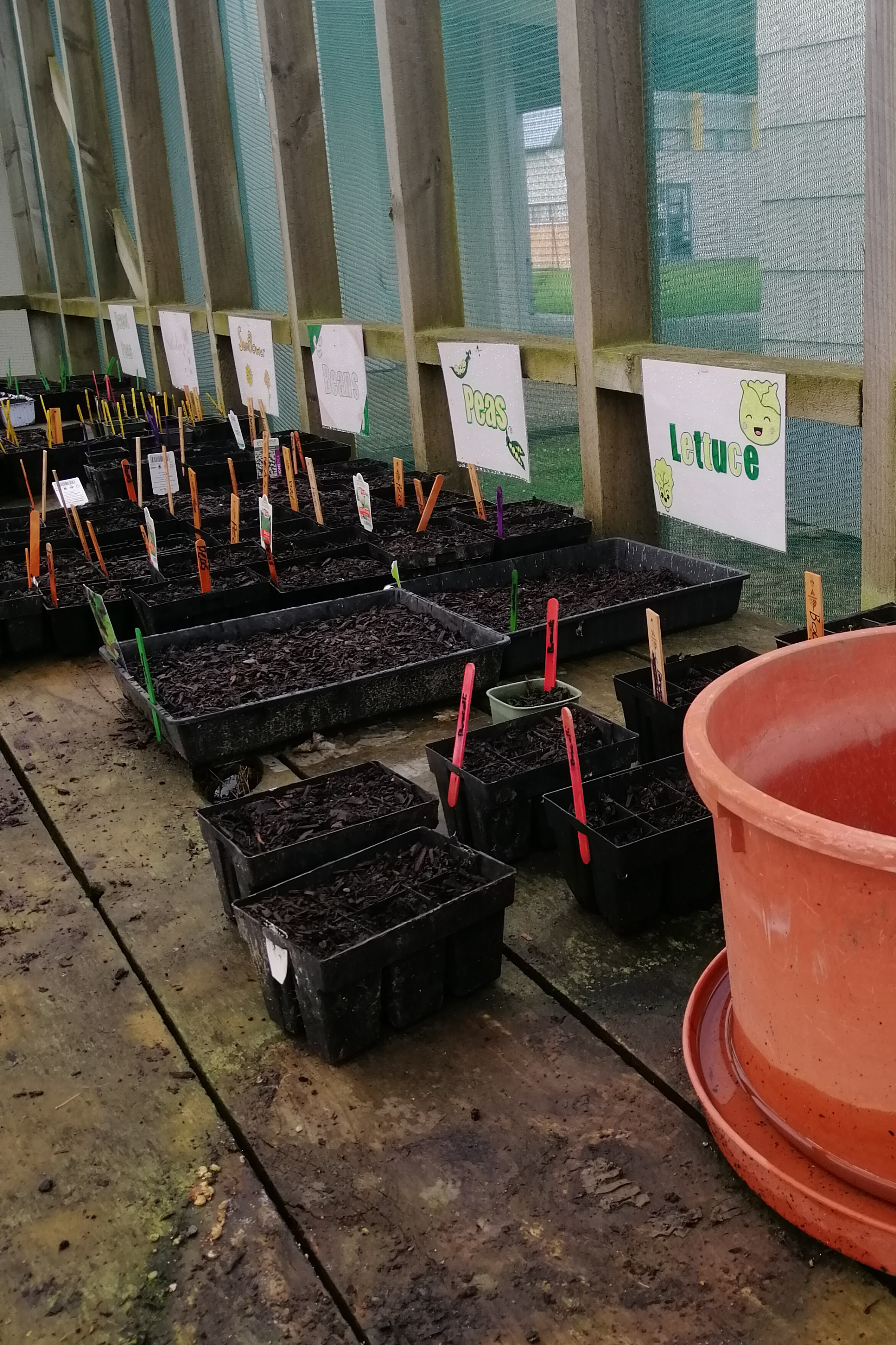 Seedling2