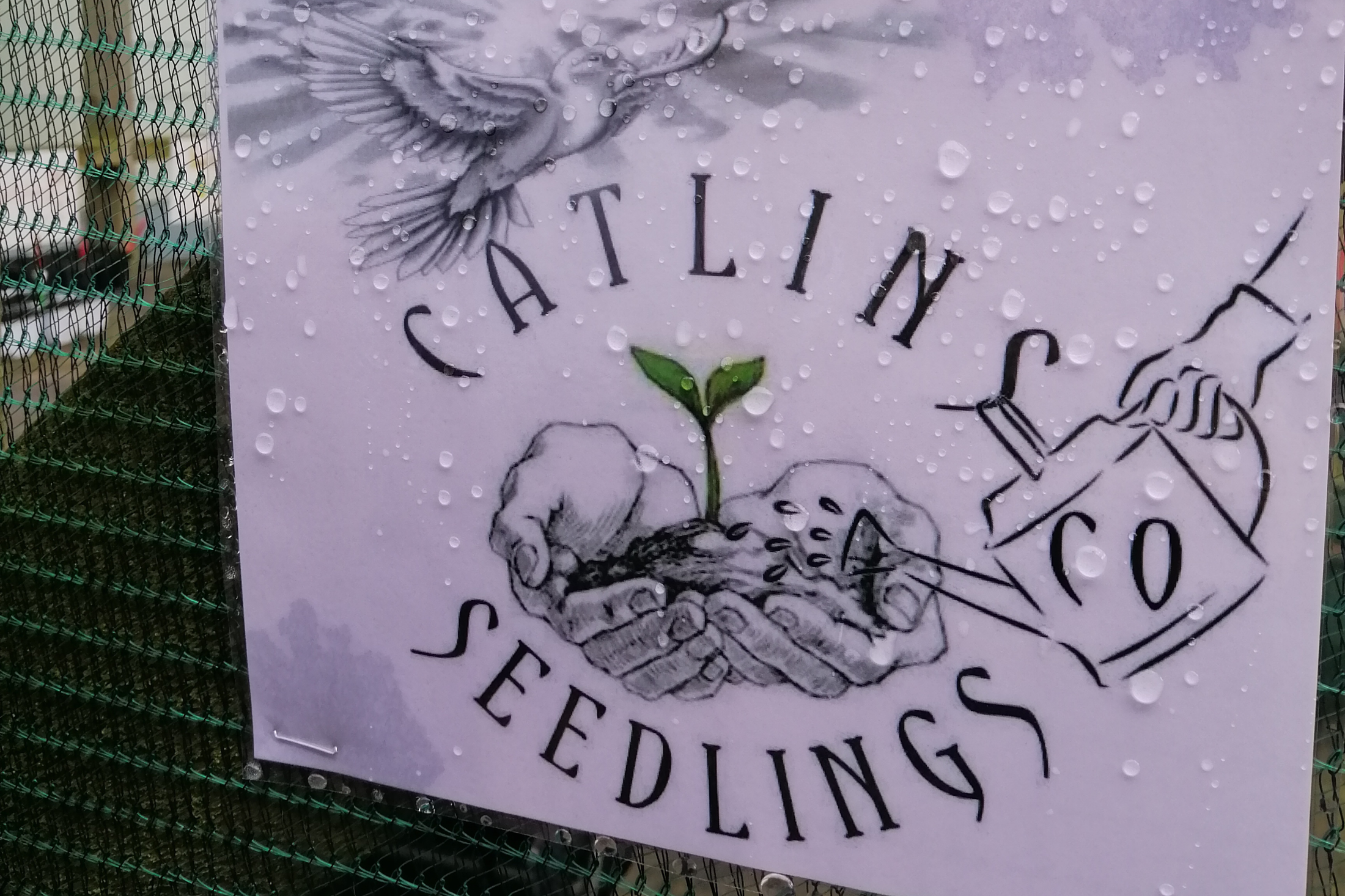 Seedling5