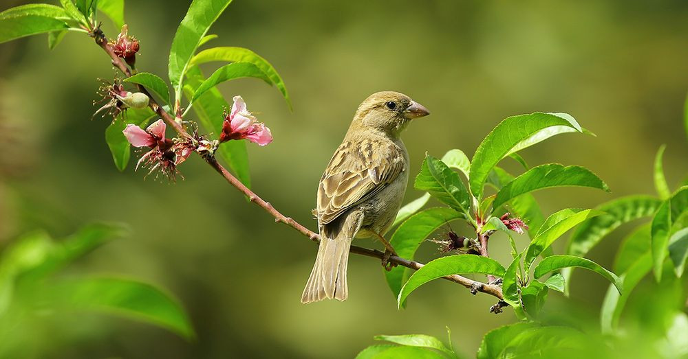 Make Our Birds Count