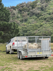 Catlins community comes together to battle it out Prime Lamb